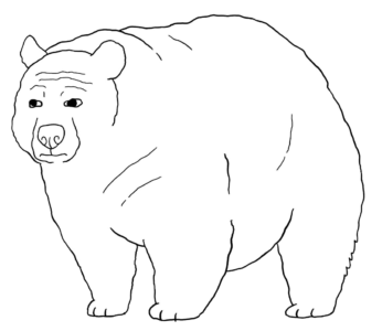 Bear Wojak